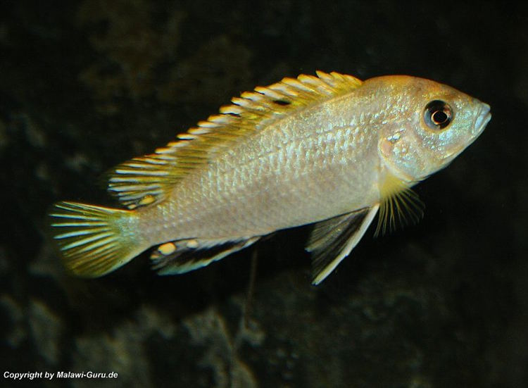 Labidochromis sp. 'perlmutt'